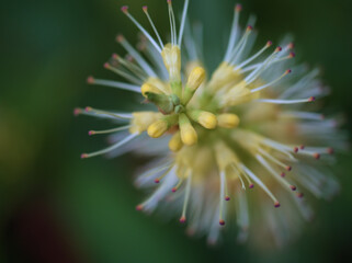 10月に咲いた可憐な天人草(テンニンソウ)