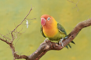 A lovebird is resting on a dry tree trunk. This bird which is used as a symbol of true love has the scientific name Agapornis fischeri.
