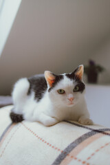 The cat named Murphy © Ket