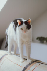 Murphy the cat © Ket