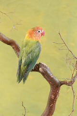 A lovebird is resting on a dry tree trunk. This bird which is used as a symbol of true love has the scientific name Agapornis fischeri.
