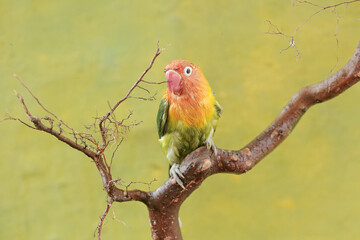 A lovebird is resting on a dry tree trunk. This bird which is used as a symbol of true love has the scientific name Agapornis fischeri.
