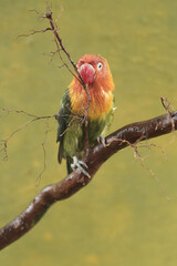 A lovebird is resting on a dry tree trunk. This bird which is used as a symbol of true love has the scientific name Agapornis fischeri.

