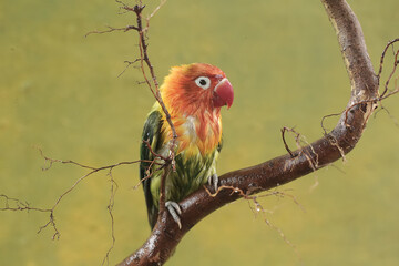 A lovebird is resting on a dry tree trunk. This bird which is used as a symbol of true love has the scientific name Agapornis fischeri.
