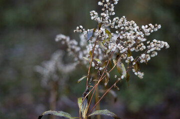 Autumn flowers, deciduous Canadian goldenrod flower in autumn after flowering on dark background