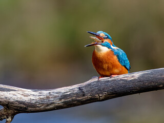 le martin pêcheur et son poisson