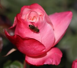 Bee on a vibrant pink rose in full bloom.