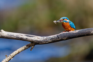 le martin pêcheur et son poisson