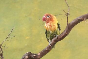 A lovebird is resting on a dry tree trunk. This bird which is used as a symbol of true love has the scientific name Agapornis fischeri.
