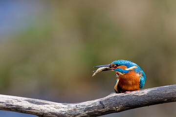 le martin pêcheur et son poisson