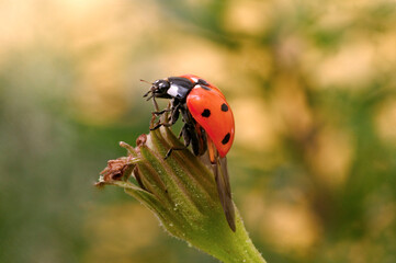 Coccinelle