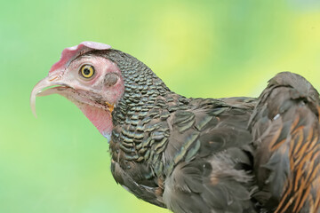 The face of a handsome male green Javanese junglefowl. This beautifully colored bird has the scientific name Gallus varius.