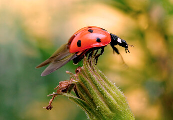 Coccinelle