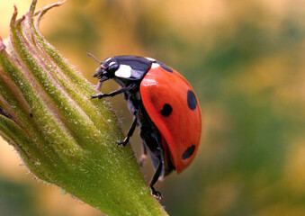 Coccinelle