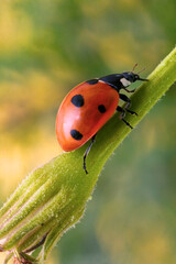 Coccinelle
