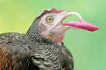 The face of a handsome male green Javanese junglefowl. This beautifully colored bird has the scientific name Gallus varius.