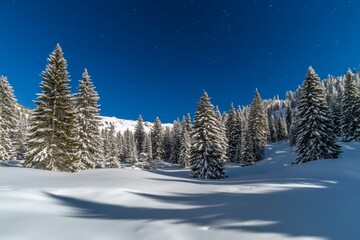 In anticipation of the holiday, dairy Star Trek in the winter woods. Dramatic and picturesque. Ukraine, Carpathians.