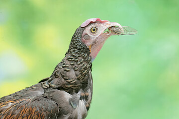A male green Javanese junglefowl preys on a cicada. This beautifully colored bird has the scientific name Gallus varius.