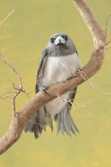 A white-breasted woodswallow forages on a dry tree trunk. This bird has the scientific name Artamus leucorynchus.