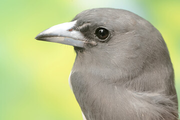 The face of a majestic and dignified white-breasted woodswallow. This bird has the scientific name Artamus leucorynchus.