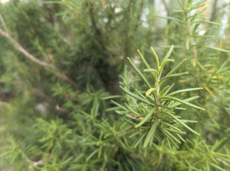 plants with leaves that look like rose mary 