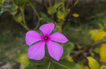 the pink periwinkle flower is so beautiful