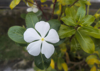 The white periwinkle flower is so beautiful. 