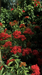 Red Flowers surrounded by Greenery