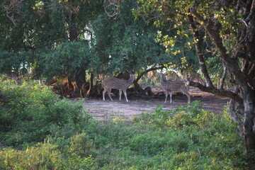 Yala Nationalpark