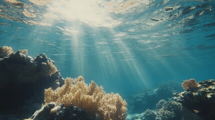 Obraz premium Sunlit Underwater Coral Reef with Vibrant Reflections
