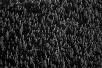 Forest Texture in Black and White
