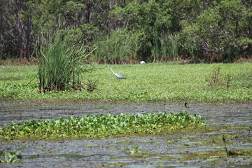 Tropcial Birds © peter_qn