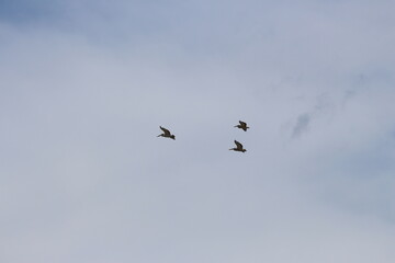 Tropcial Birds © peter_qn