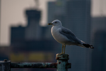 Möwe vor Skyline