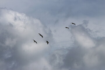 Tropcial Birds © peter_qn