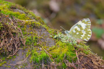 Macro photography. Pontia edusa, the Eastern White butterfly, sits on a rock with moss.