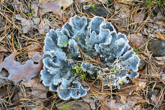 Peltigera polydactylon, commonly known as the polydactylon lichen. Close-up.