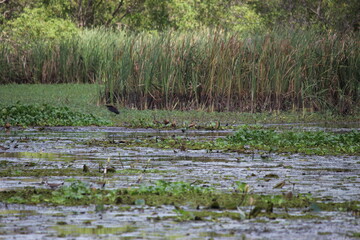 Yala Nationalpark