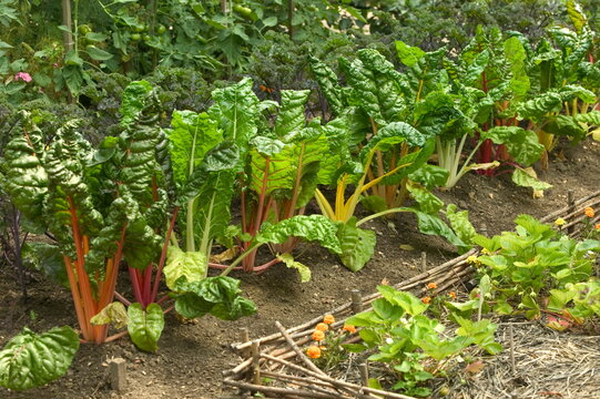 rhubarbe et pieds de fraisiers