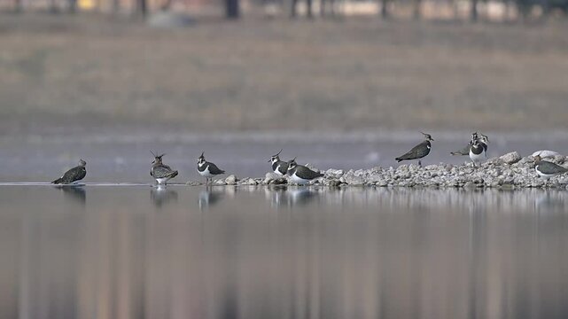 Northern Lapwing (Vanellus vanellus) is a migratory wetland bird distributed in Asia, Europe and Africa. These birds are frequently seen in the Tigris valley in Diyarbakır.
