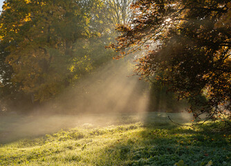 Nature background of foggy autumn park.