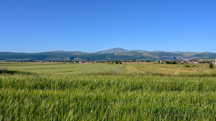 Livanjsko polje, Livno, Bosnia and Herzegovina. Field surrounded by mountains in summer. Cereals grow in the field.