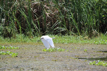 Tropcial Birds © peter_qn