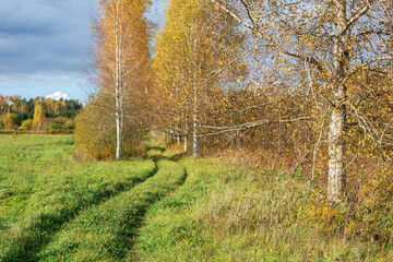 green grass field and birches trees at autumn day.