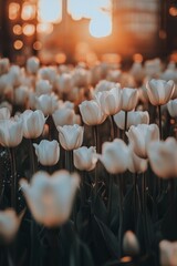 Fototapeta premium Tulips bloom in sunlight at a vibrant flower field during golden hour in the evening