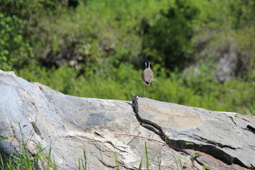 Tropcial Birds © peter_qn