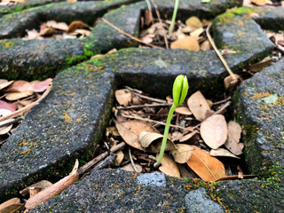 Plants grow in the ground