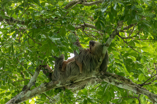 Sloth in a tree with a baby, Cahuita, Costa Rica