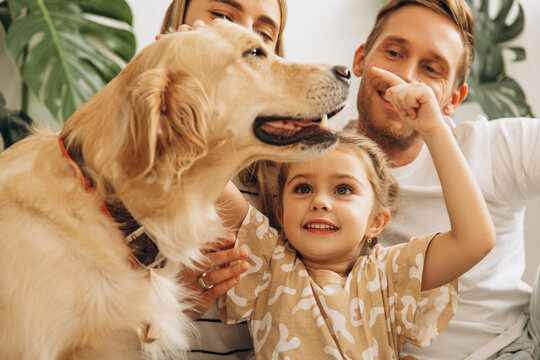 Happy, beautiful mother, father, cute little daughter playing together with dog, golden retriever