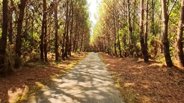 Fahrradweg durch sonnigen Kiefernwald an der Atlantikk&uuml;ste in Frankreich, Sport, Stra&szlig;e, Ziel, Sommer, Urlaub, Radtour, Fitness, Landschaft 
